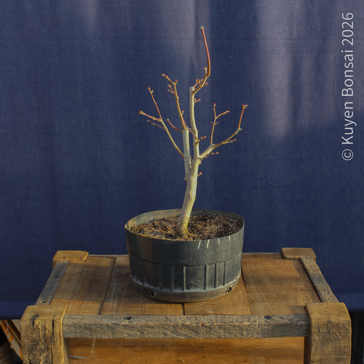Acer shirasawanum "Áureum" #17 - Imagen 3