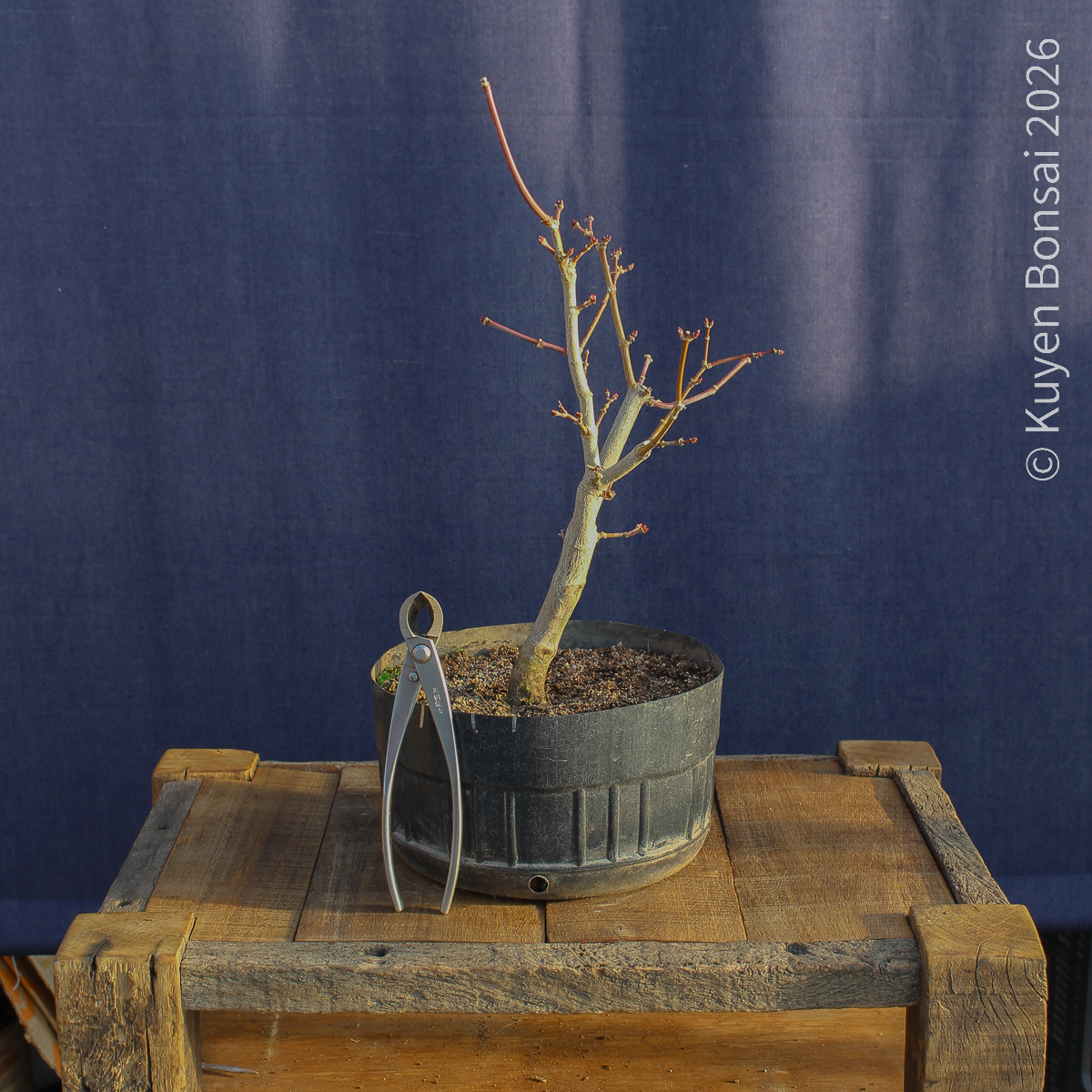 Acer shirasawanum "Áureum" #17 - Imagen 4