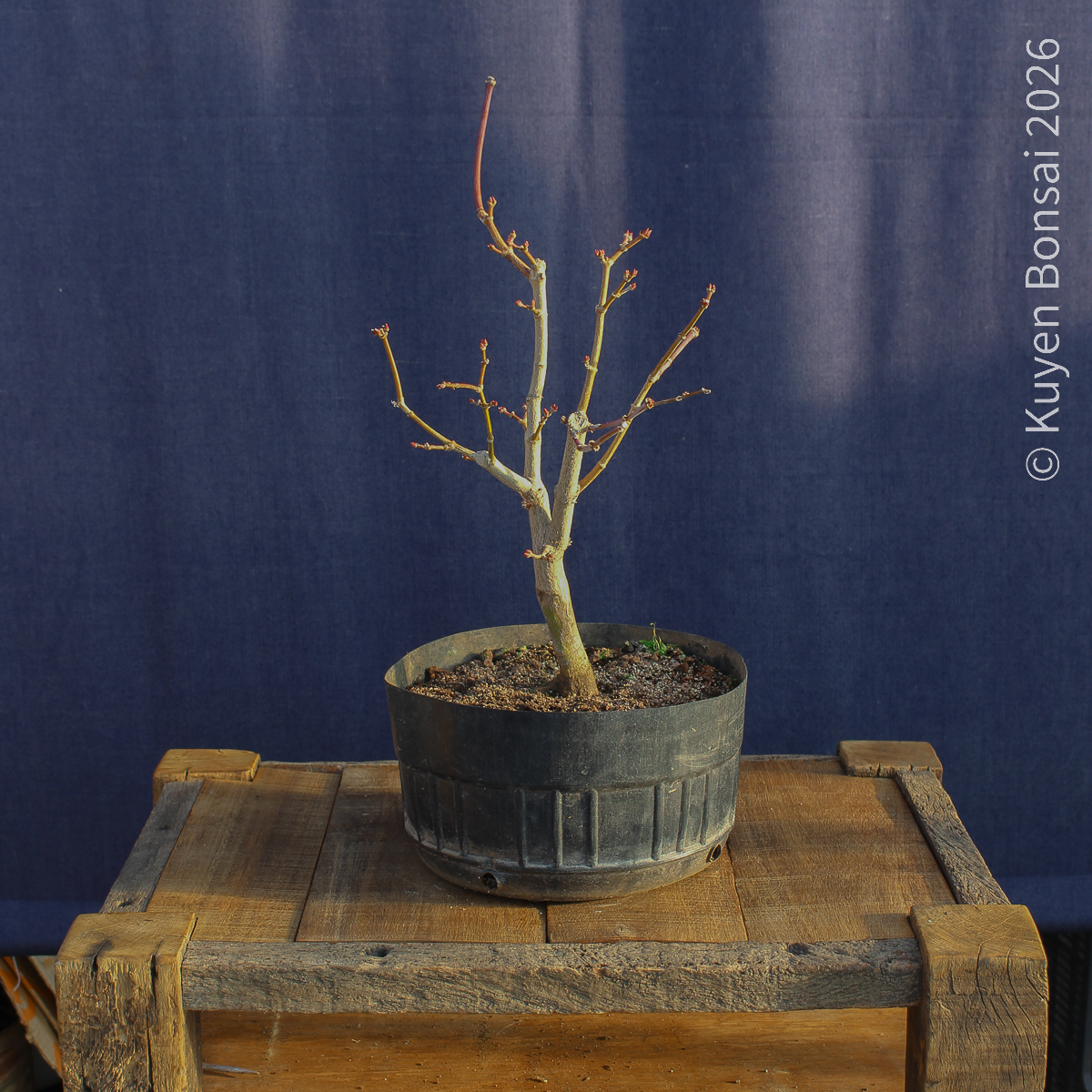 Acer shirasawanum "Áureum" #17 - Imagen 5