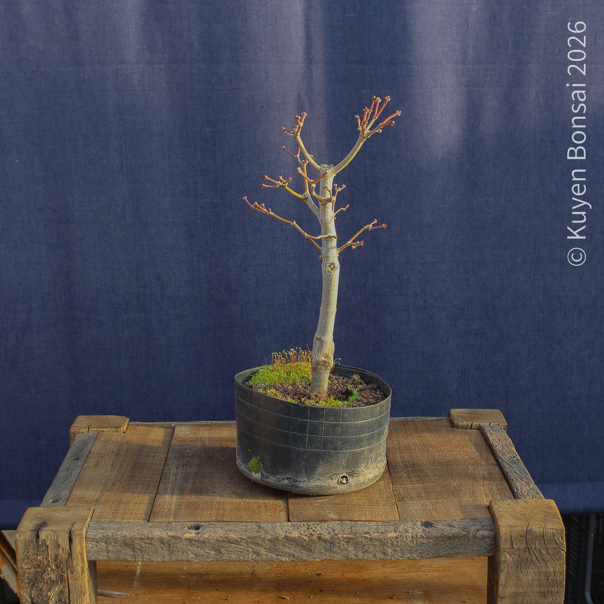 Acer shirasawanum "Áureum" #18 - Imagen 2