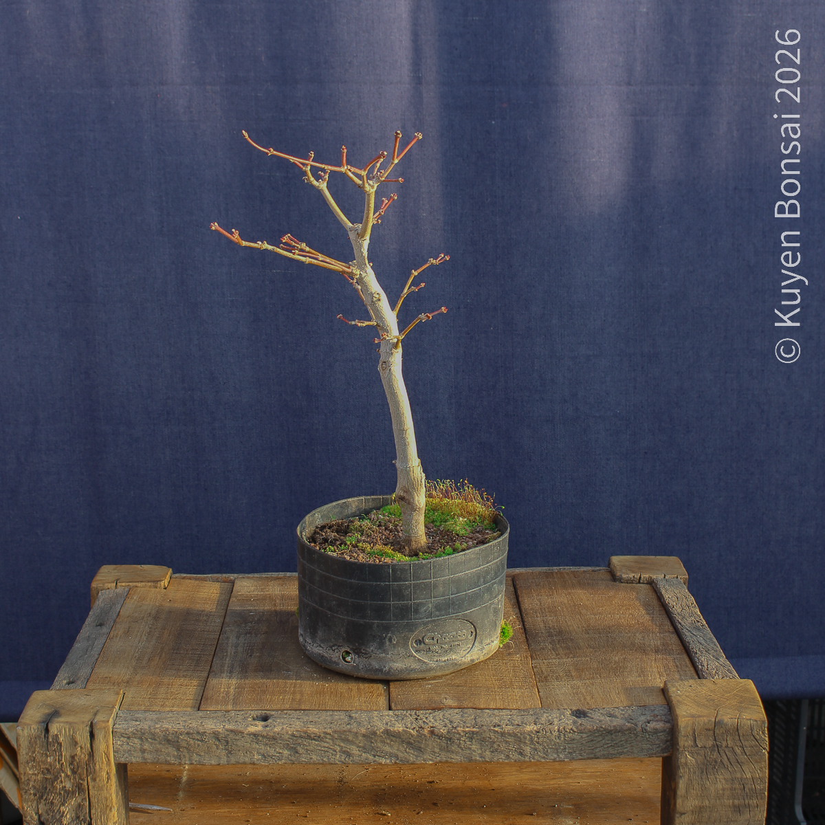 Acer shirasawanum "Áureum" #18 - Imagen 3