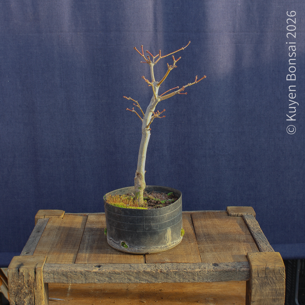 Acer shirasawanum "Áureum" #18 - Imagen 6