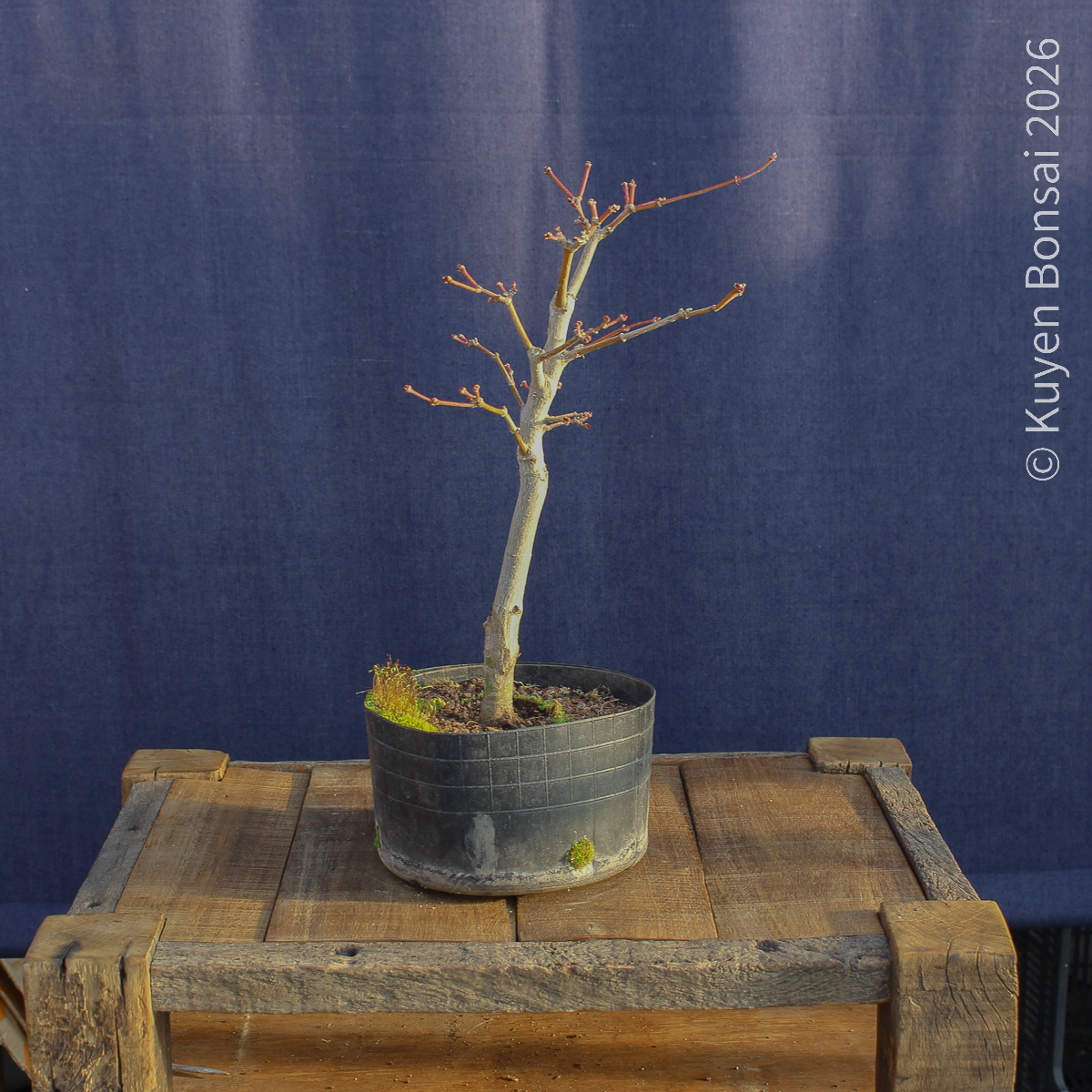 Acer shirasawanum "Áureum" #18